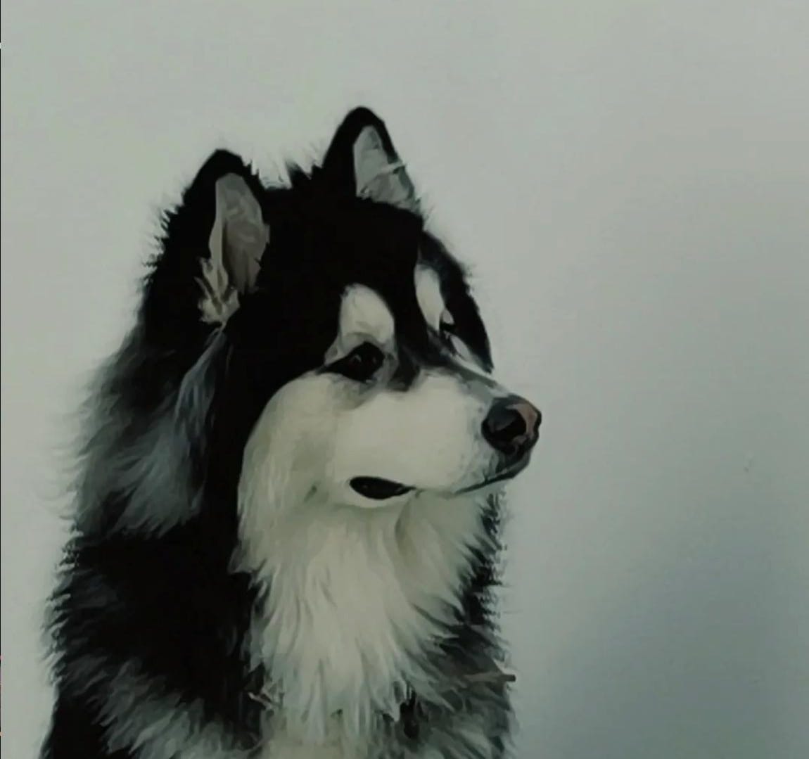 Nash, el perro de Evan